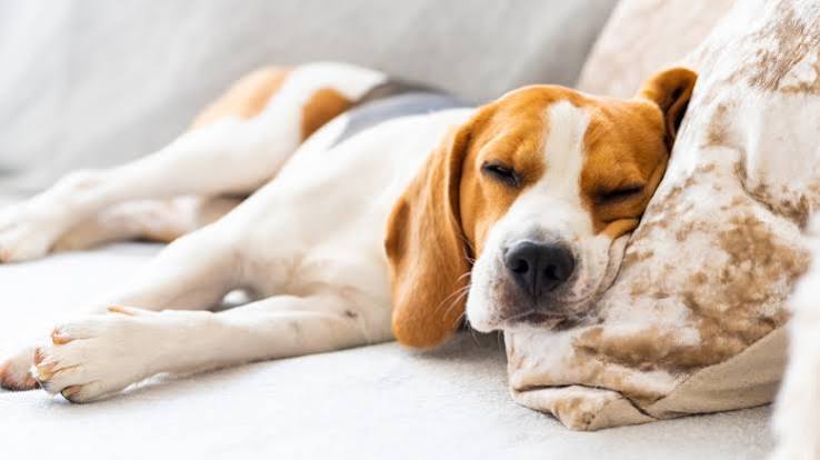 Live-in Dog Care